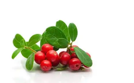 Cranberry Extract