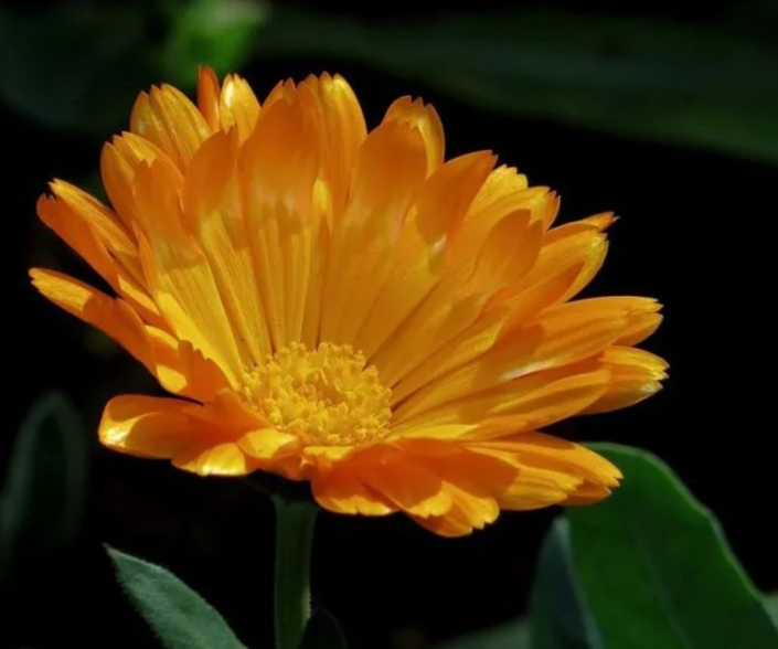 Calendula Extract