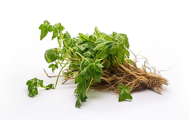 Nettle Root Extract