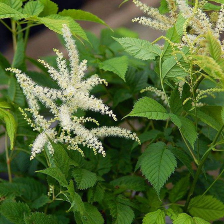 Black Cohosh Extract